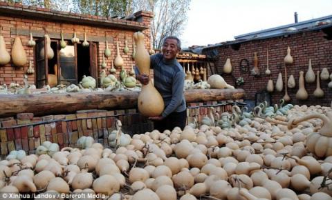 Trung Quốc: Lão nông trồng được... bí ngô thiên nga