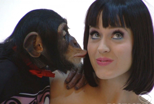 Katy Perry bị khỉ nghịch... đào tiên