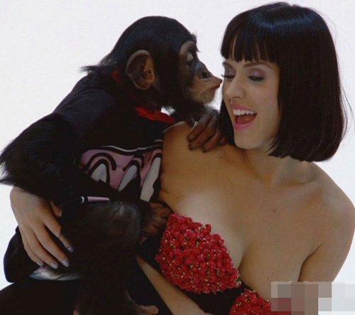 Katy Perry bị khỉ nghịch... đào tiên
