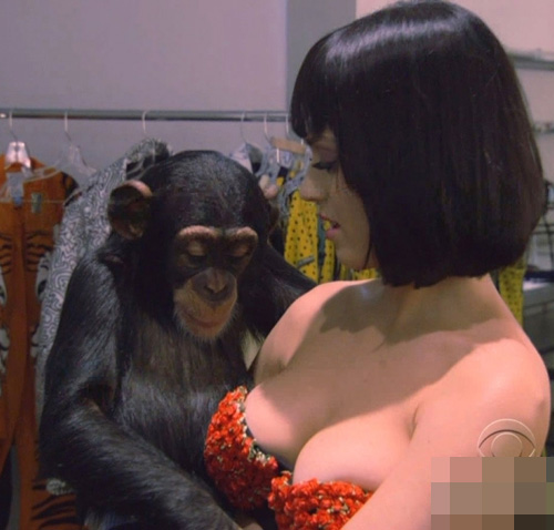 Katy Perry bị khỉ nghịch... đào tiên