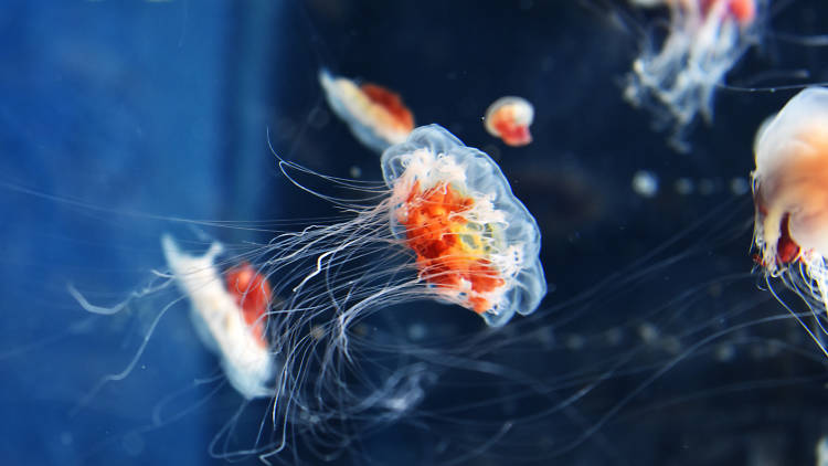 Chương trình Thời sự thứ Năm, 12/09/2019